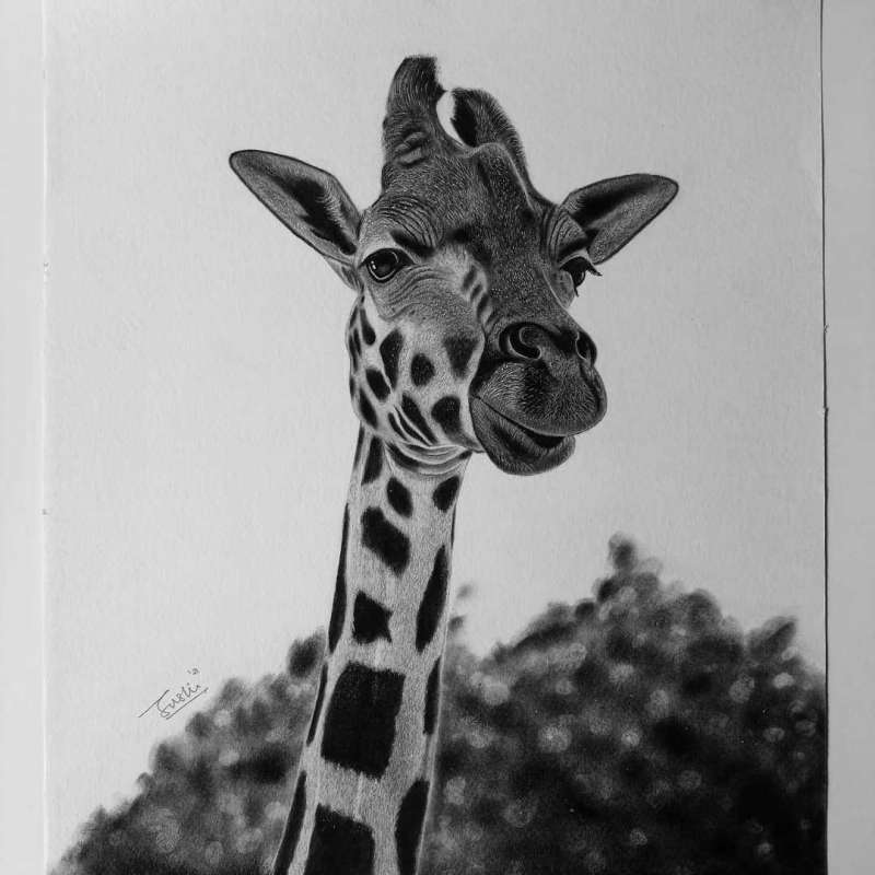 Giraffe Profile Picture